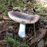 mushroom1SM