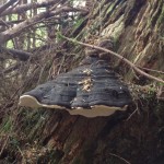 mushroom2SM