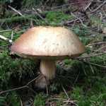 mushroom4SM