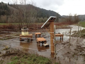 flooded apiary_sm