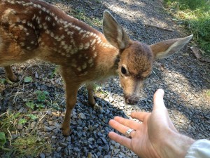 fawnSM